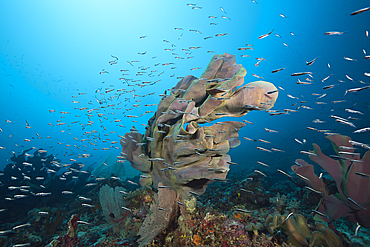 Elephant Ear Sponge in Coral Reef, Ianthella basta, Florida Islands, Solomon Islands