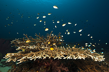 Chromis over Corals, Chromis sp., Florida Islands, Solomon Islands