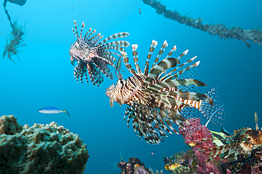 Lionfish at Mbike Wreck, Pterois volitans, Florida Islands, Solomon Islands