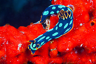 Green Neon Slug, Nembrotha kubaryana, Florida Islands, Solomon Islands