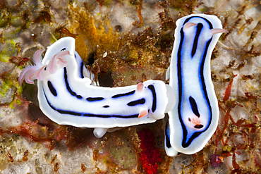 White Dorid Nudibranch, Chromodoris lochi, Florida Islands, Solomon Islands