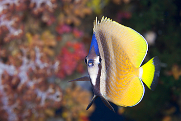 Kleins Butterflyfish, Chaetodon kleinii, Florida Islands, Solomon Islands