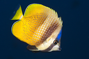 Kleins Butterflyfish, Chaetodon kleinii, Florida Islands, Solomon Islands