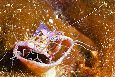 Commensal Shrimp on Tube Anemone, Periclimenes tosaensis, Florida Islands, Solomon Islands