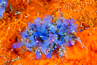 Blue Tunicate, Clavelina sp., Florida Islands, Solomon Islands