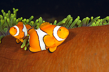 Pair of Clown Anemonefish, Amphiprion ocellaris, Florida Islands, Solomon Islands