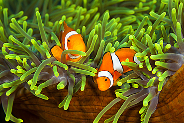 Pair of Clown Anemonefish, Amphiprion ocellaris, Florida Islands, Solomon Islands