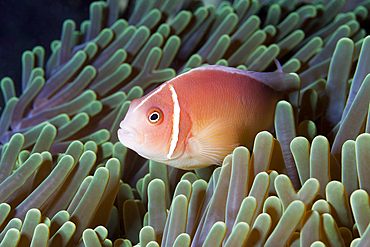 Pink Anemonefish, Amphiprion perideraion, Florida Islands, Solomon Islands