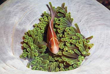 Pink Anemonefish, Amphiprion perideraion, Florida Islands, Solomon Islands