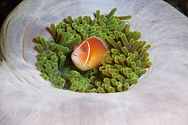 Pink Anemonefish, Amphiprion perideraion, Florida Islands, Solomon Islands