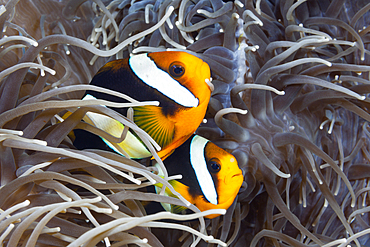 Pair of Clarks Anemonenfish, Amphiprion clarkii, Florida Islands, Solomon Islands