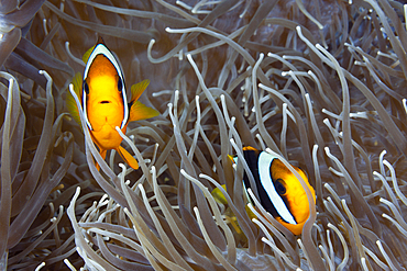 Pair of Clarks Anemonenfish, Amphiprion clarkii, Florida Islands, Solomon Islands