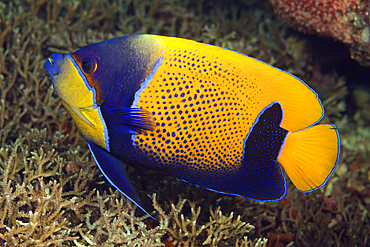 Blue-girdled Angelfish, Pomacanthus navarchus, Florida Islands, Solomon Islands