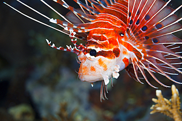 Spotfin Lionfish, Pterois antennata, Florida Islands, Solomon Islands