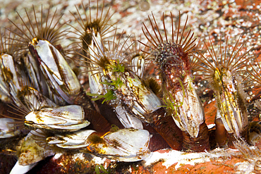 Goose Barnacle on Boat Hull, Lepas anatifera, Florida Islands, Solomon Islands