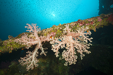 Soft Corals growing on Wreck of the Anne, Russell Islands, Solomon Islands