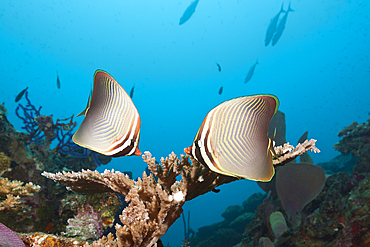 Pair of Eastern Triangle Butterflyfish, Chaetodon baronessa, Russell Islands, Solomon Islands