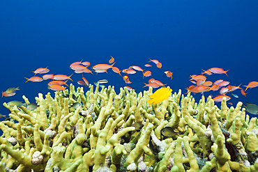 Lyretail Anthias over Reef, Pseudanthias squamipinnis, Russell Islands, Solomon Islands