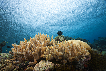 Rain over Coral Reef, Russell Islands, Solomon Islands