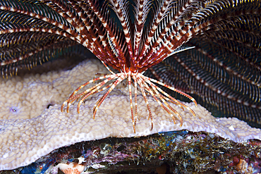 Cirri of Common Crinoid, Lamprometra palmata, Russell Islands, Solomon Islands