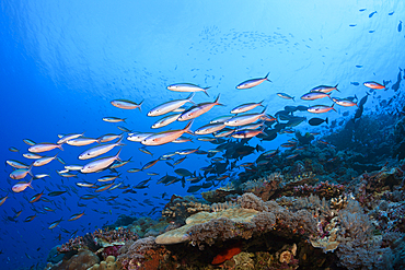 Shoal of Neon Fusilier, Pterocaesio tile, Mary Island, Solomon Islands