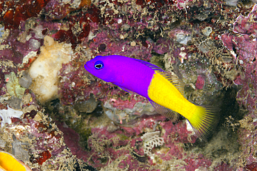 Royal Dottyback, Pseudochromis paccagnellae, Marovo Lagoon, Solomon Islands