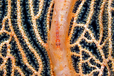 Gorgonian Goby, Bryaninops amplus, Marovo Lagoon, Solomon Islands