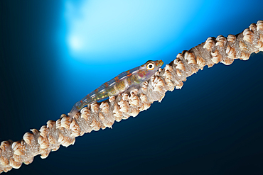 Whip Coral Goby, Bryaninops youngei, Marovo Lagoon, Solomon Islands