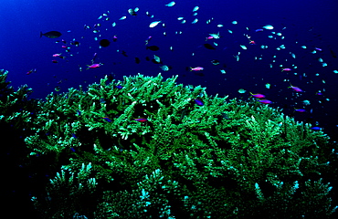 coral reef, Papua New Guinea, Pacific ocean