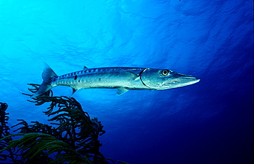 Great Barracuda, Sphyraena barracuda, Cuba, Caribbean Sea