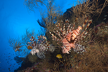 Red Lionfish, Pterois volitans, Marovo Lagoon, Solomon Islands