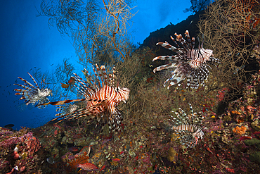 Red Lionfish, Pterois volitans, Marovo Lagoon, Solomon Islands