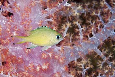 Scaly Cromis, Chromis lepidolepis, Marovo Lagoon, Solomon Islands