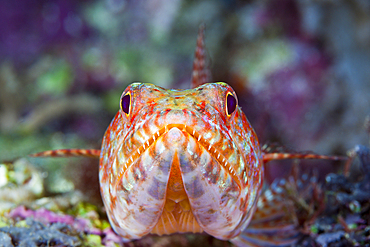 Reef Lizardfish, Synodus variegatus, Marovo Lagoon, Solomon Islands