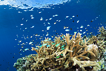 Cromis over Coral Reef, Chromis viridis, Marovo Lagoon, Solomon Islands