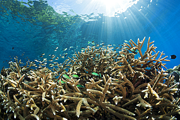 Cromis over Coral Reef, Chromis viridis, Marovo Lagoon, Solomon Islands