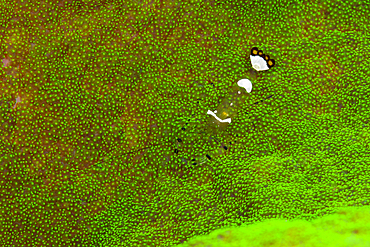 Commensal Shrimp, Periclimenes sp., Marovo Lagoon, Solomon Islands