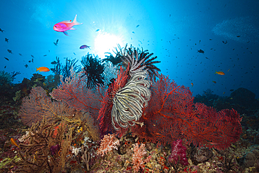 Sea Fan in Coral Reef, Melithaea sp., Marovo Lagoon, Solomon Islands