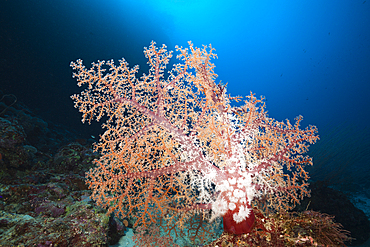 Klunzingers Soft Coral, Dendronephthya klunzingeri, Marovo Lagoon, Solomon Islands