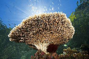 Table Coral on Reef Top, Acropora sp., Marovo Lagoon, Solomon Islands