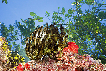 Crinoid on Reef Top, Comanthina schlegeli, Marovo Lagoon, Solomon Islands