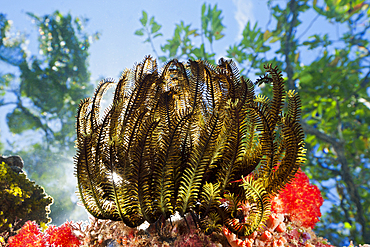 Crinoid on Reef Top, Comanthina schlegeli, Marovo Lagoon, Solomon Islands