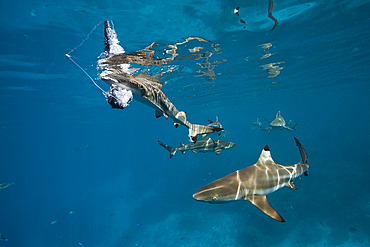 Feeding of Blacktip Reef Shark, Carcharhinus melanopterus, Marovo Lagoon, Solomon Islands