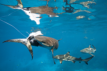 Feeding of Blacktip Reef Shark, Carcharhinus melanopterus, Marovo Lagoon, Solomon Islands