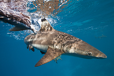 Feeding of Blacktip Reef Shark, Carcharhinus melanopterus, Marovo Lagoon, Solomon Islands