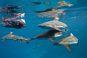 Feeding of Blacktip Reef Shark, Carcharhinus melanopterus, Marovo Lagoon, Solomon Islands