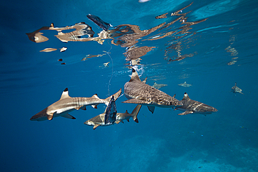 Feeding of Blacktip Reef Shark, Carcharhinus melanopterus, Marovo Lagoon, Solomon Islands