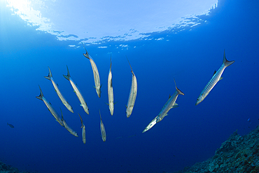 Shoal of Blackfin Barracuda, Sphyraena qenie, Mary Island, Solomon Islands