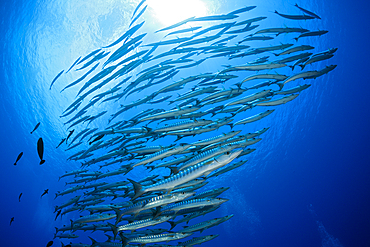 Shoal of Blackfin Barracuda, Sphyraena qenie, Mary Island, Solomon Islands