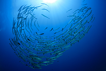 Schooling Blackfin Barracudas, Sphyraena qenie, Mary Island, Solomon Islands